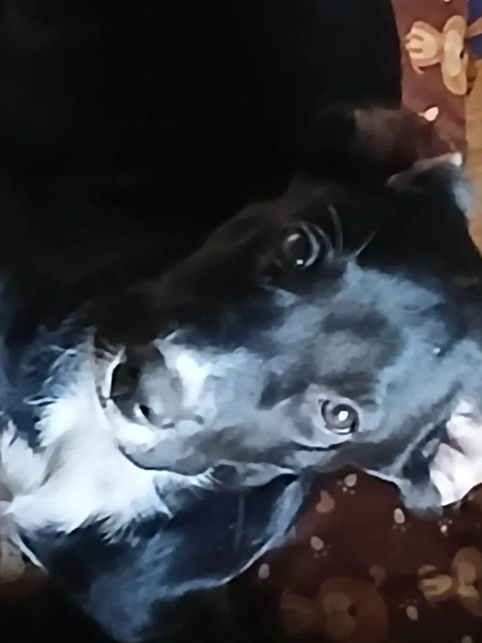 Cachorro ra a SRD-ViraLata idade 2 a 6 meses nome Amora