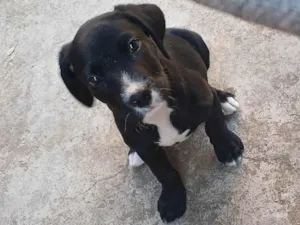 Cachorro raça SRD-ViraLata idade 2 a 6 meses nome Amora