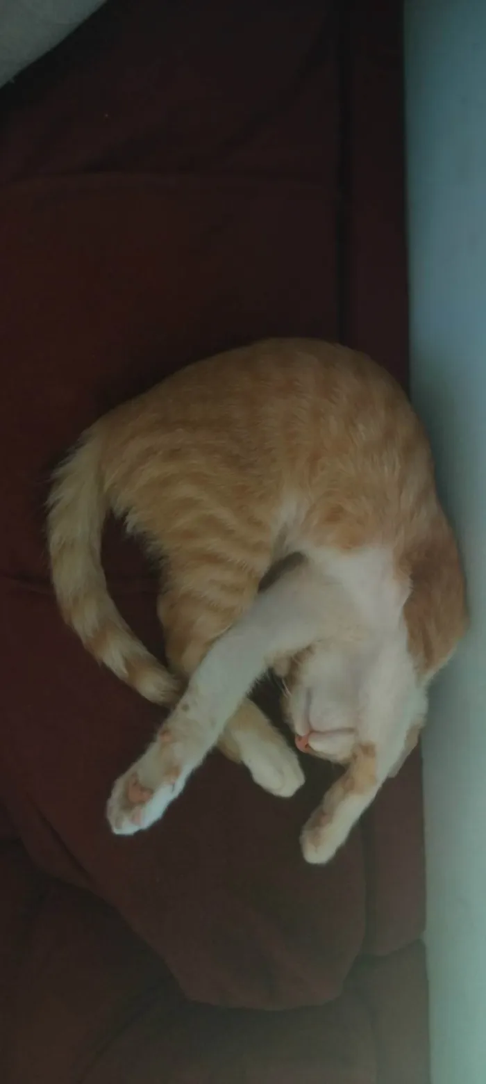 Gato ra a SRD-ViraLata idade 7 a 11 meses nome Tom