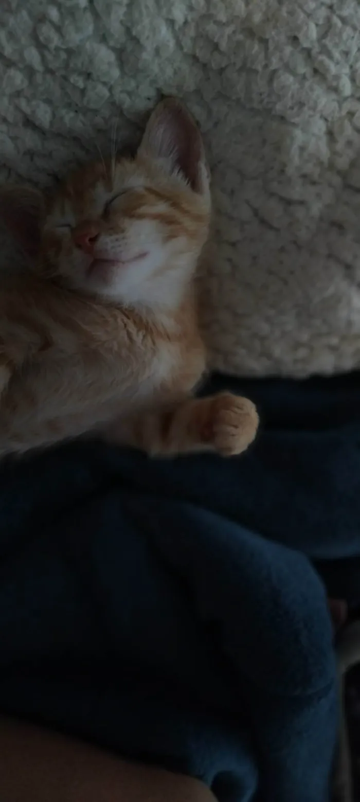 Gato ra a SRD-ViraLata idade 7 a 11 meses nome Tom