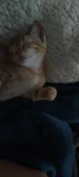 Tom