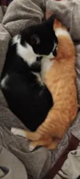 Tom