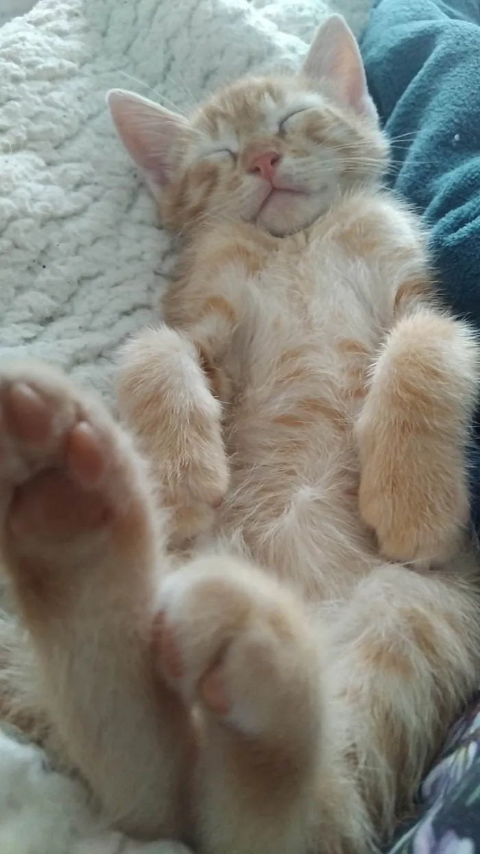 Gato ra a SRD-ViraLata idade 7 a 11 meses nome Tom