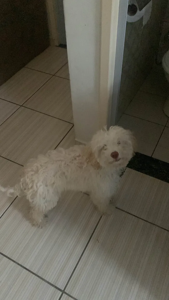 Cachorro ra a Poodle idade 1 ano nome Zico