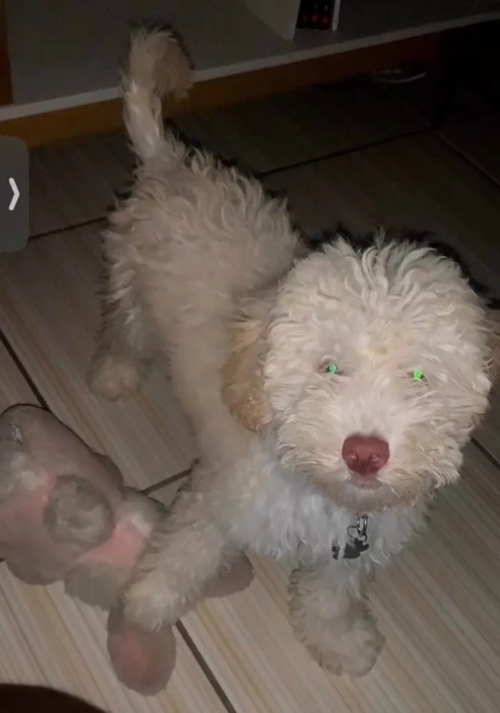 Cachorro ra a Poodle idade 1 ano nome Zico
