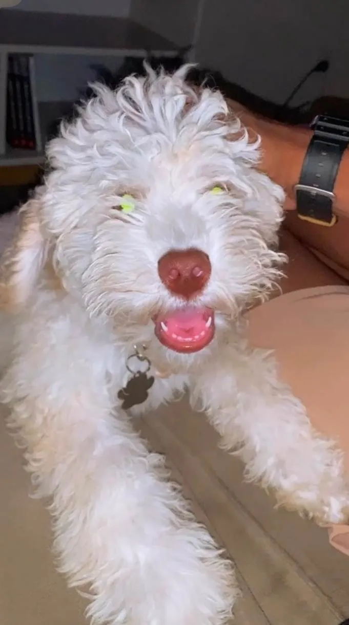 Cachorro ra a Poodle idade 1 ano nome Zico