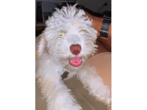 Cachorro raça Poodle idade 1 ano nome Zico