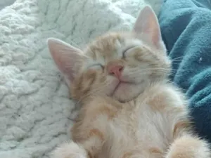 Gato raça SRD-ViraLata idade 7 a 11 meses nome Tom