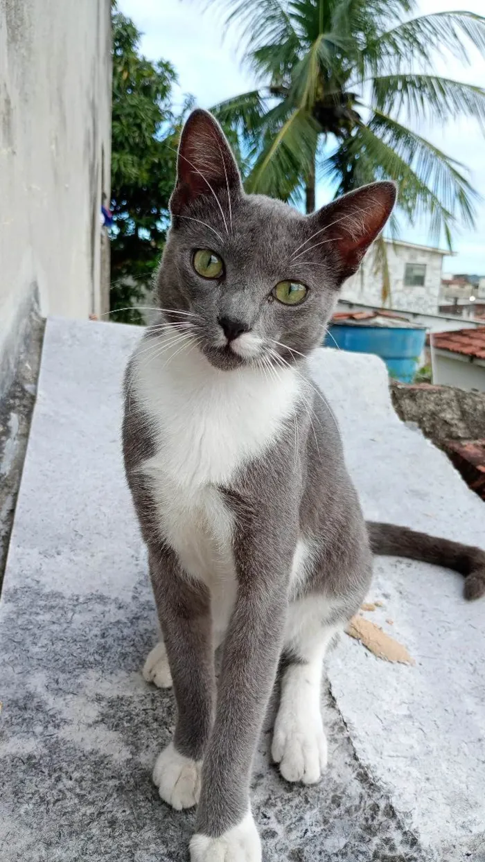 Gato ra a SRD-ViraLata idade 7 a 11 meses nome Tom