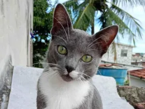 Gato raça SRD-ViraLata idade 7 a 11 meses nome Tom