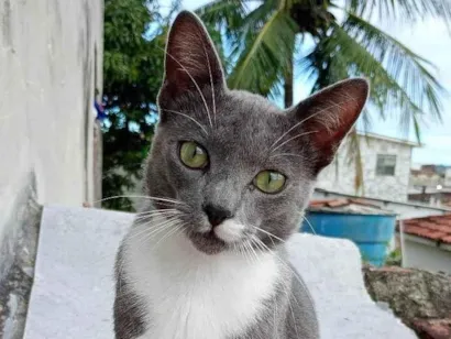 Gato raça SRD-ViraLata idade 7 a 11 meses nome Tom