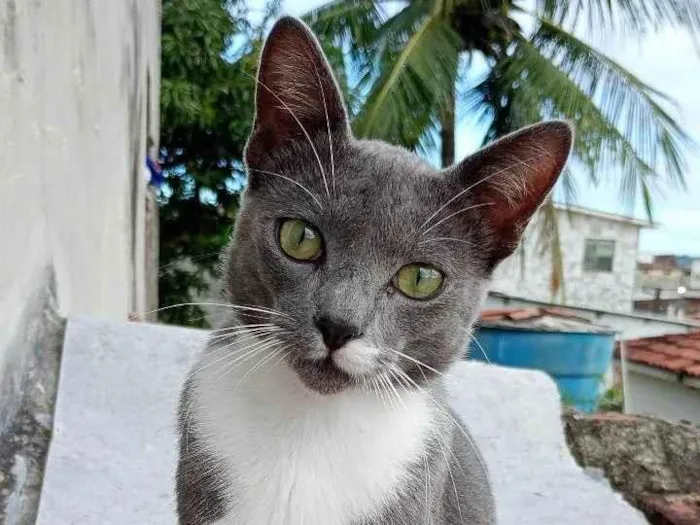 Gato ra a SRD-ViraLata idade 7 a 11 meses nome Tom
