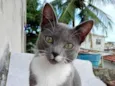 Tom