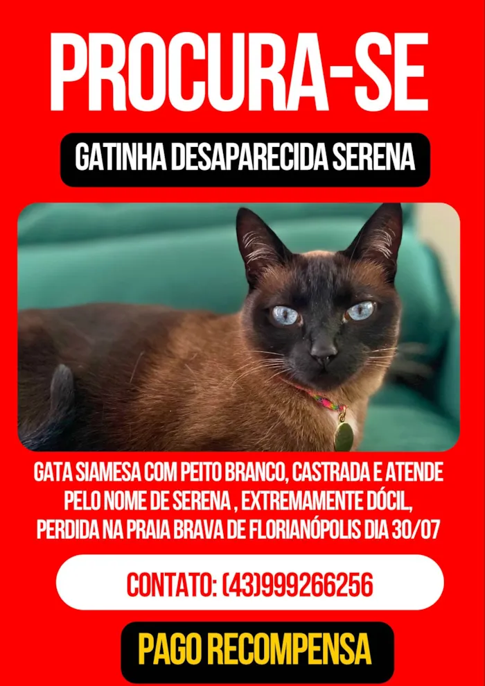 Gato ra a Siamês idade 5 anos nome Serena