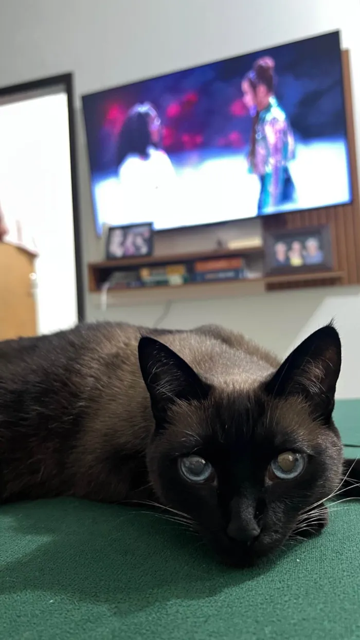 Gato ra a Siamês idade 5 anos nome Serena