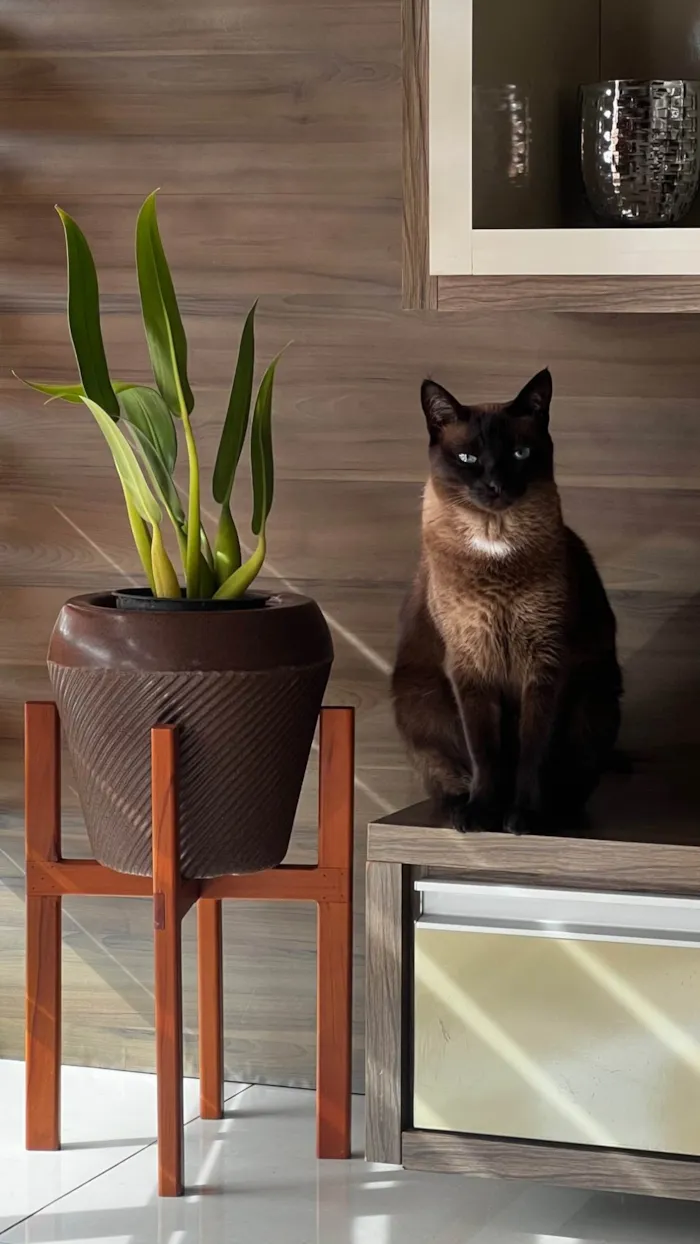 Gato ra a Siamês idade 5 anos nome Serena