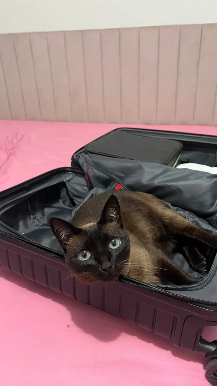 Gato ra a Siamês idade 5 anos nome Serena