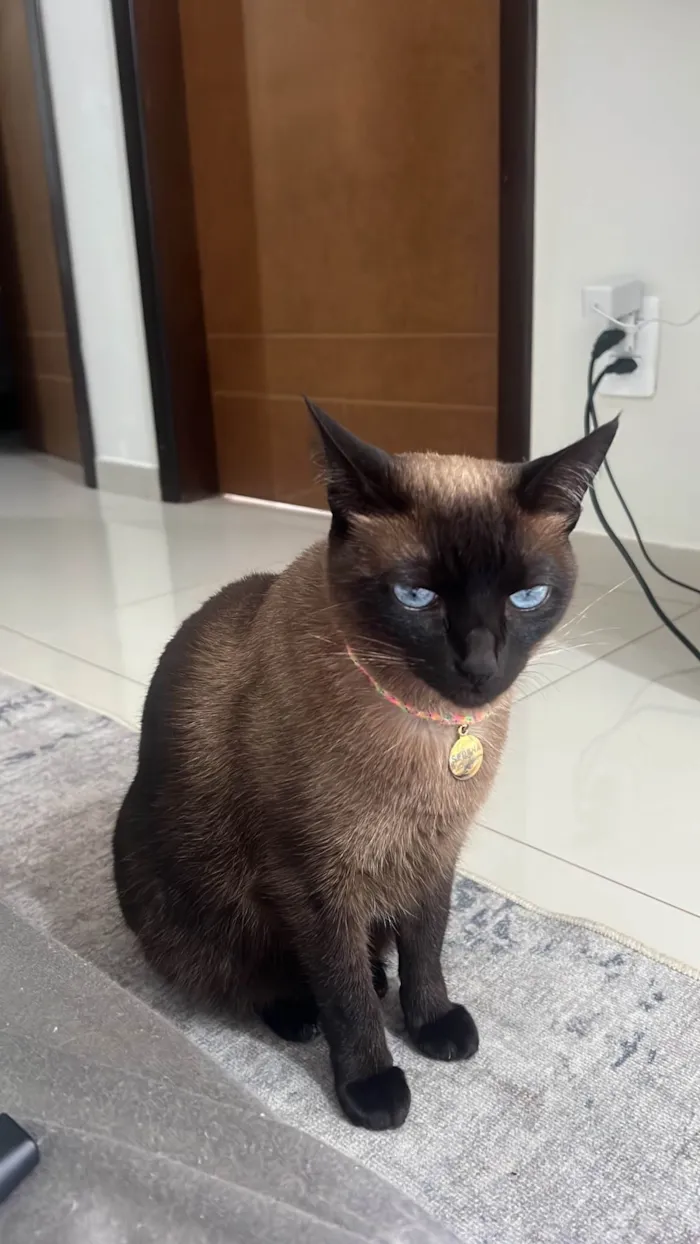 Gato ra a Siamês idade 5 anos nome Serena