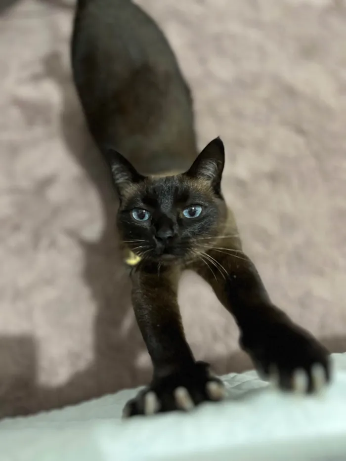 Gato ra a Siamês idade 5 anos nome Serena