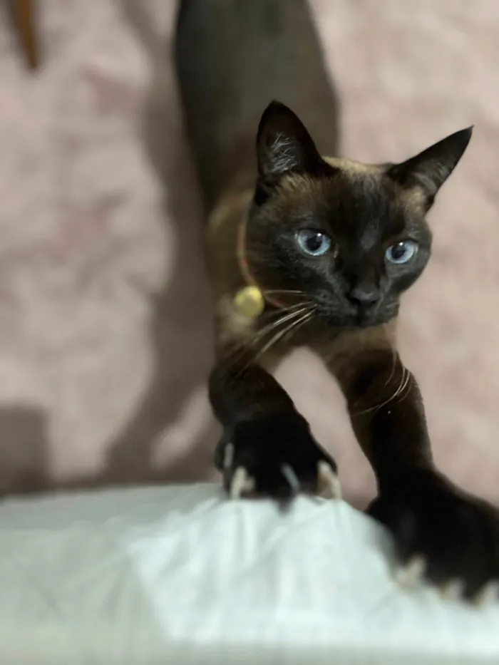 Gato ra a Siamês idade 5 anos nome Serena