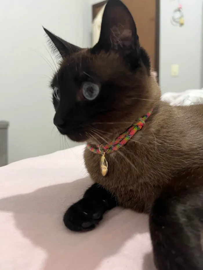 Gato ra a Siamês idade 5 anos nome Serena