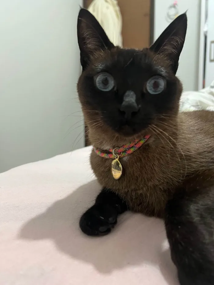 Gato ra a Siamês idade 5 anos nome Serena