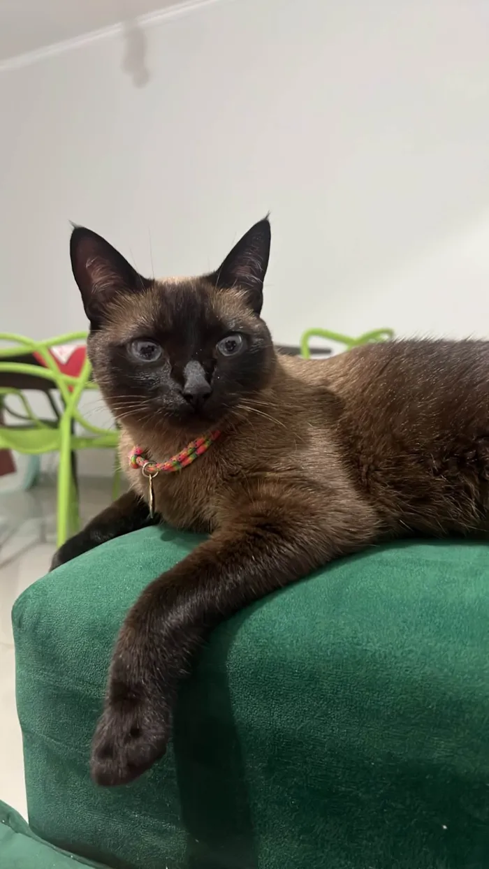 Gato ra a Siamês idade 5 anos nome Serena