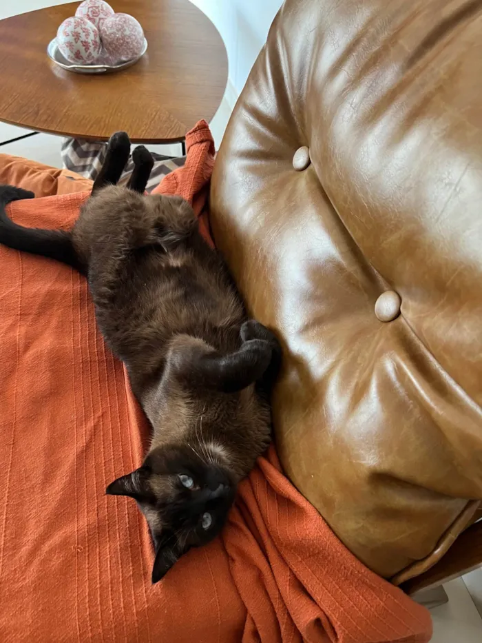 Gato ra a Siamês idade 5 anos nome Serena