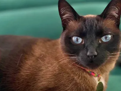 Gato raça Siamês idade 5 anos nome Serena