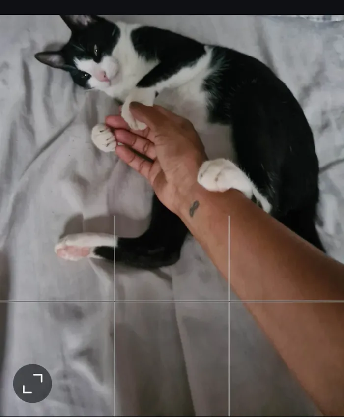 Gato ra a Exótico idade 3 anos nome Mio