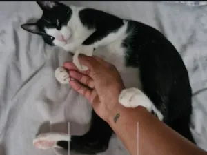 Gato raça Exótico idade 3 anos nome Mio
