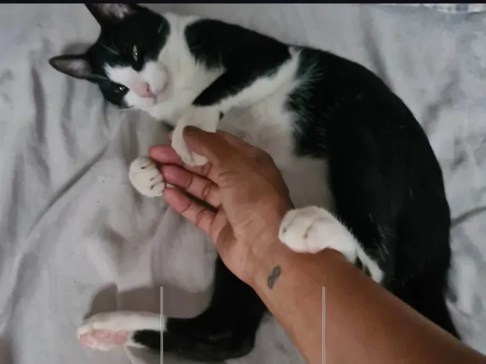 Gato ra a Exótico idade 3 anos nome Mio