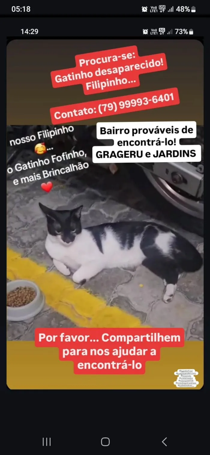 Gato ra a SRD-ViraLata idade 1 ano nome Filipinho 