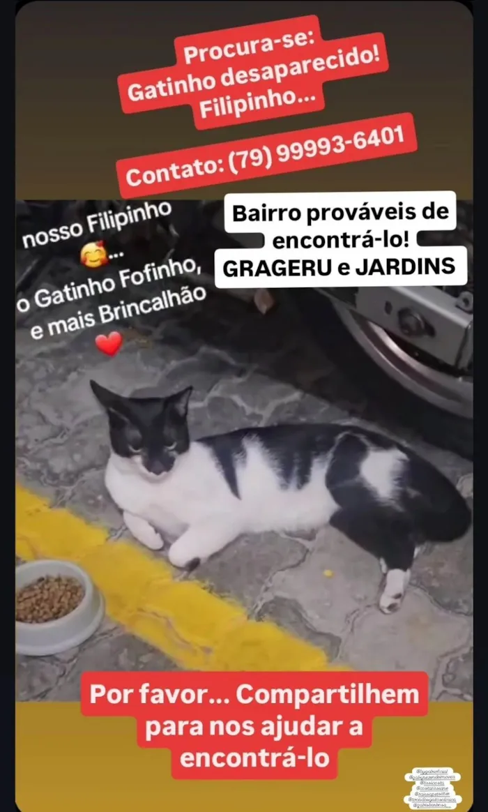 Gato ra a SRD-ViraLata idade 1 ano nome Filipinho 
