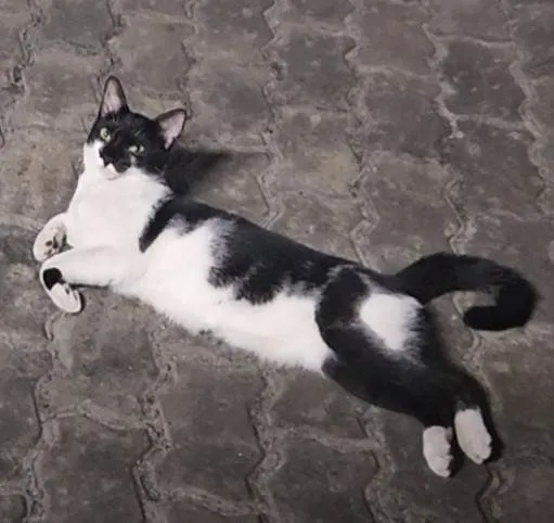 Gato ra a SRD-ViraLata idade 1 ano nome Filipinho 