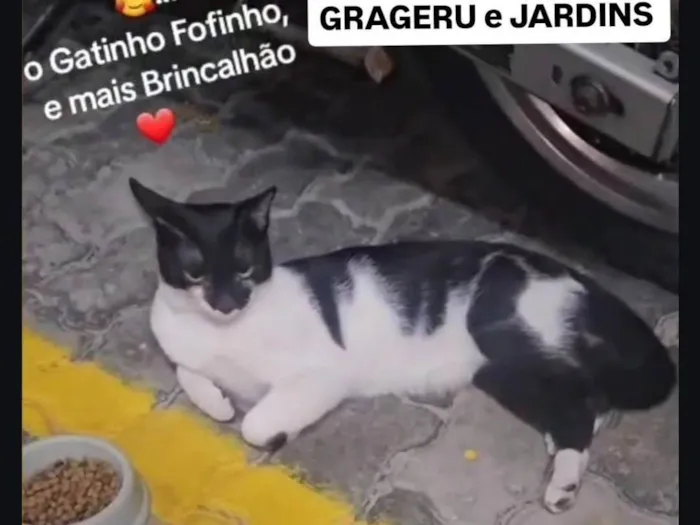 Gato ra a SRD-ViraLata idade 1 ano nome Filipinho 