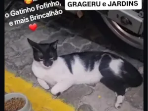 Gato raça SRD-ViraLata idade 1 ano nome Filipinho 