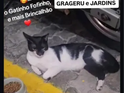 Gato raça SRD-ViraLata idade 1 ano nome Filipinho 