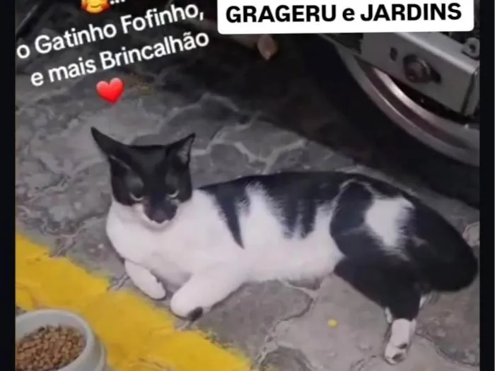 Gato ra a SRD-ViraLata idade 1 ano nome Filipinho 