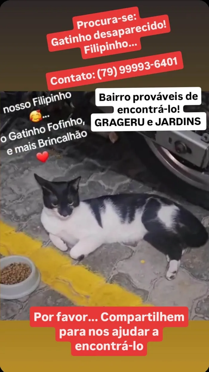 Gato ra a SRD-ViraLata idade 1 ano nome Filipinho 