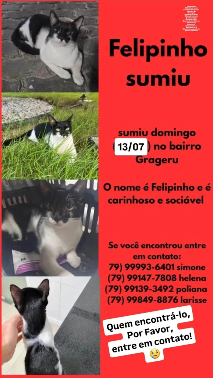 Gato ra a SRD-ViraLata idade 1 ano nome Filipinho 