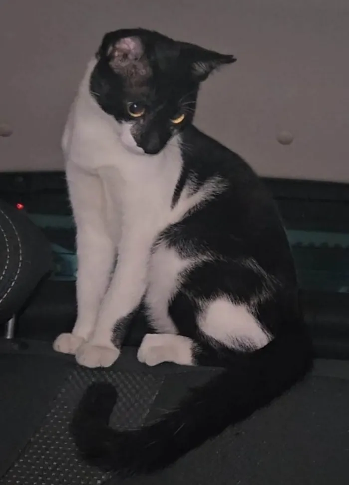Gato ra a SRD-ViraLata idade 1 ano nome Filipinho 