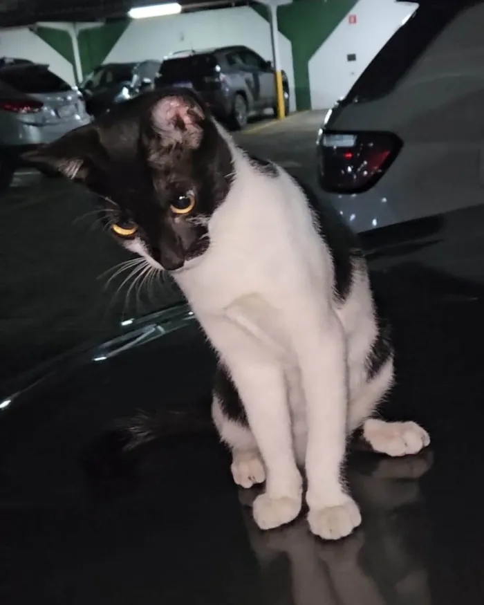 Gato ra a SRD-ViraLata idade 1 ano nome Filipinho 