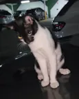 Filipinho