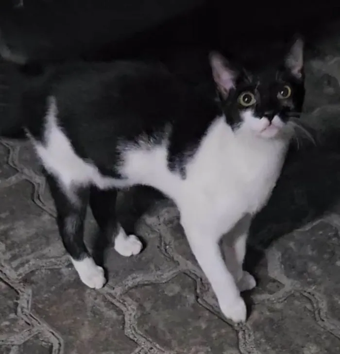 Gato ra a SRD-ViraLata idade 1 ano nome Filipinho 