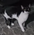 Filipinho