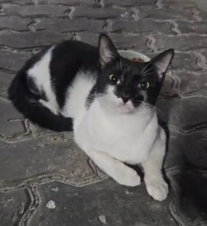 Gato ra a SRD-ViraLata idade 1 ano nome Filipinho 