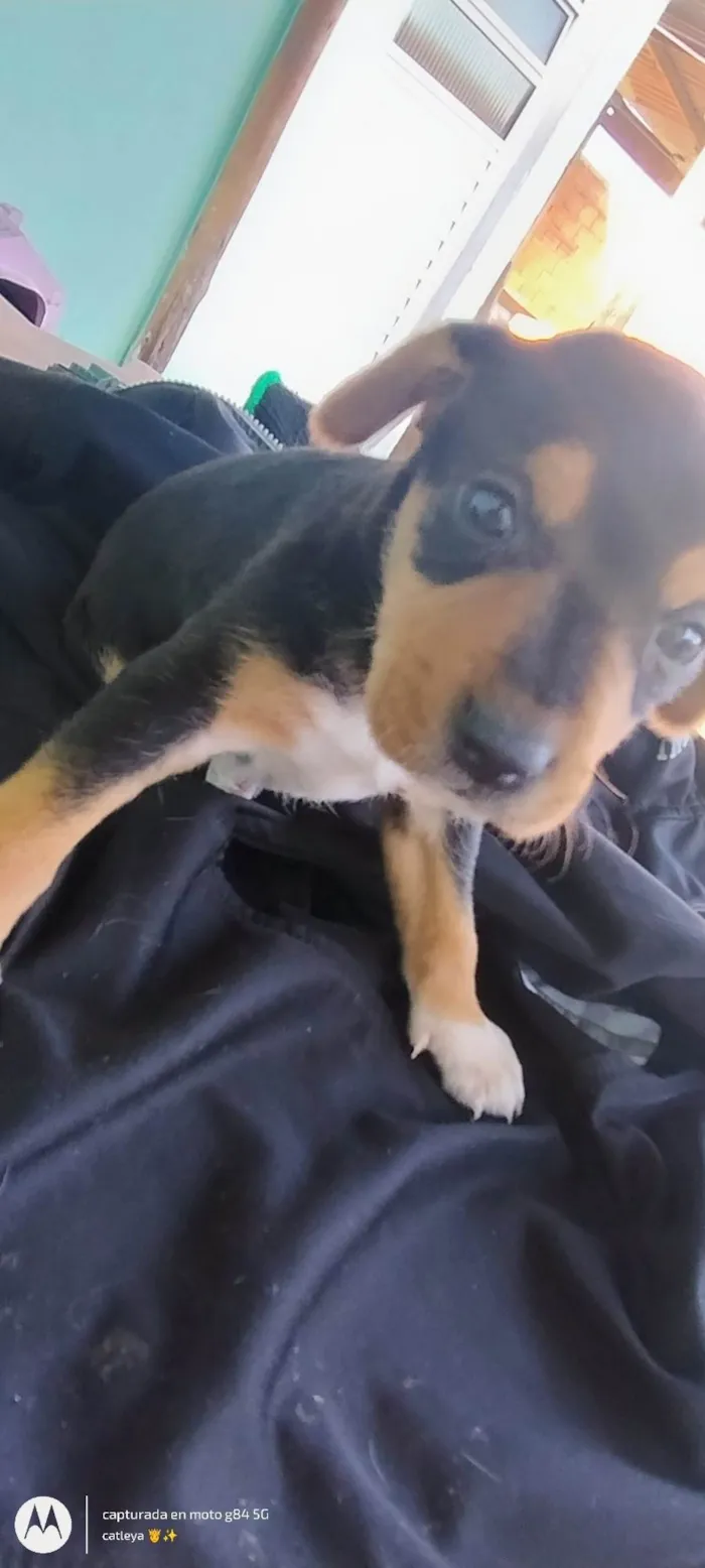 Cachorro ra a SRD-ViraLata idade Abaixo de 2 meses nome Não tem nome ainda