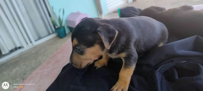 Cachorro ra a SRD-ViraLata idade Abaixo de 2 meses nome Não tem nome ainda