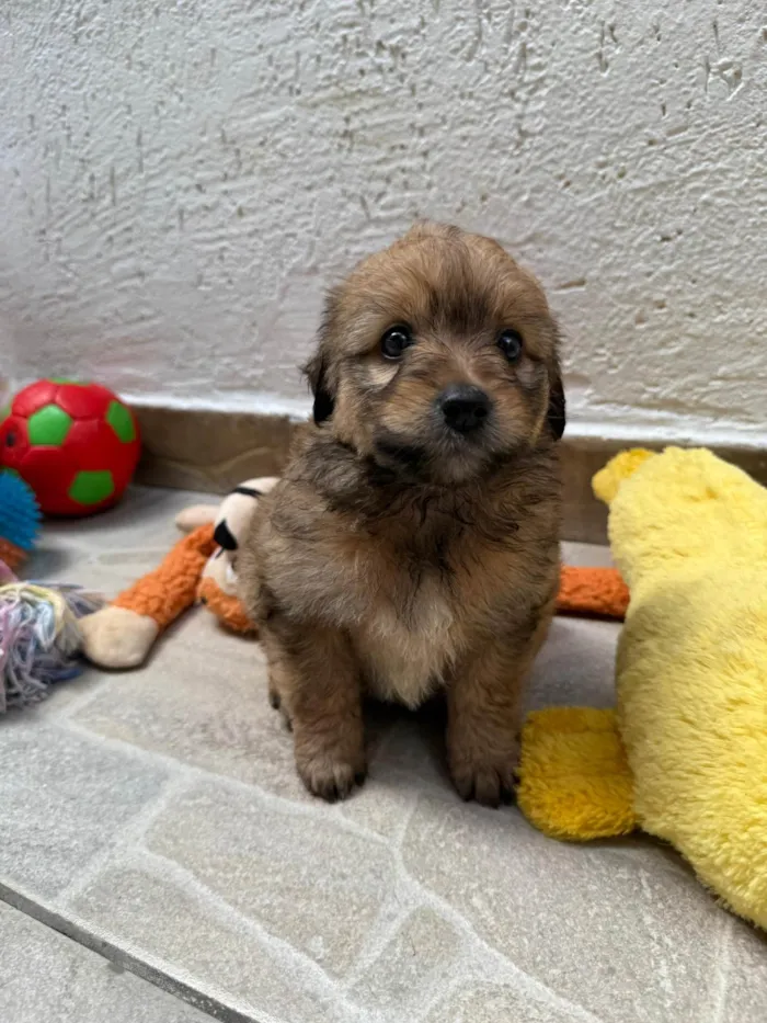 Cachorro ra a SRD-ViraLata idade Abaixo de 2 meses nome Lunna